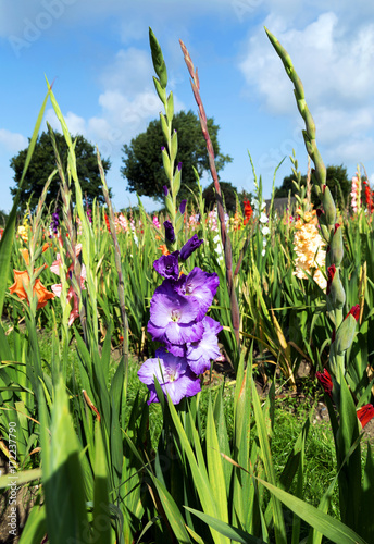 Fototapeta Naklejka Na Ścianę i Meble -  Gladiolenfeld zur Direktvermarktung, regionale Geschäftsidee auf Vertrauensbasis