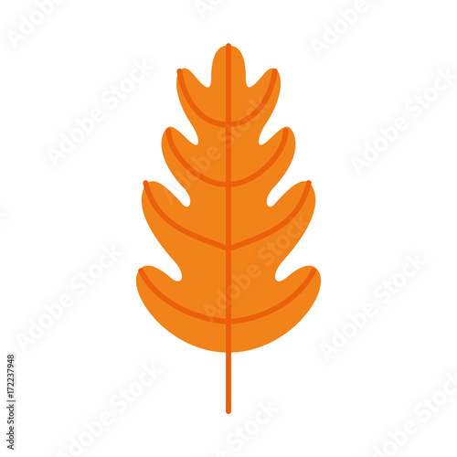 autumn leaf season natural foliage flora vector illustration