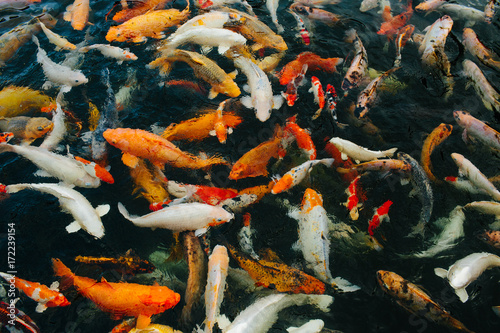 Many koi fish swimming in a pond photo