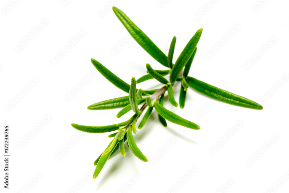 Close up of fresh twig of rosemary on white background Close up of fresh twig of rosemary on white background