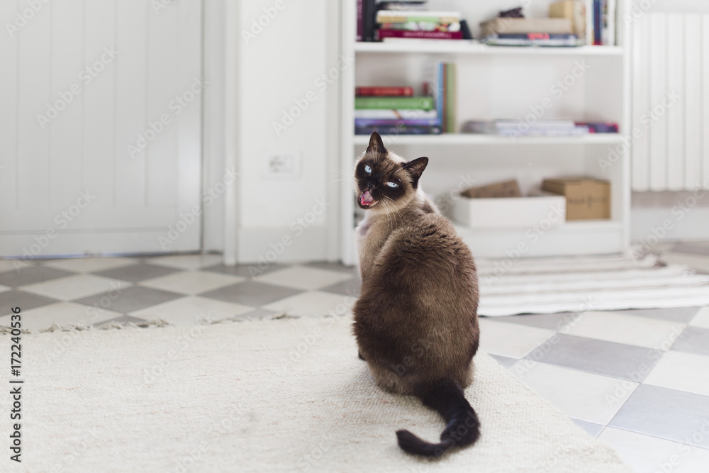 Cat with tongue out sits indoors and looks back at the camera Cat with tongue out sits indoors and looks back at the camera