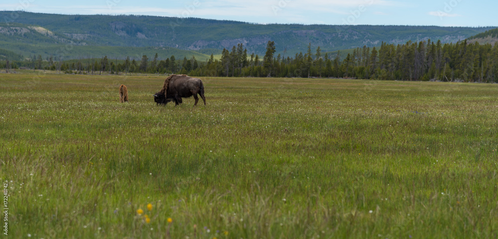 American Bison grazing in Yellowstone American Bison grazing in Yellowstone
