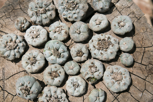 Peyote cactus buttons sitting on a log