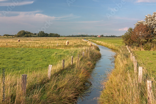 Wassergraben durch Marschlandschaft mit Weiden und Wiesen in Nordfriesland. Im Hintergrund grasende K  he