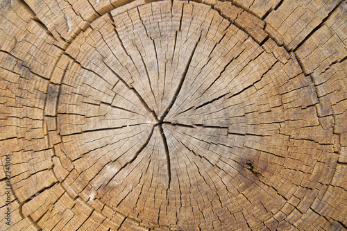 Wood surface as background, Cut wood tree trunk, Wooden stump cut down tree with as a wood texture.