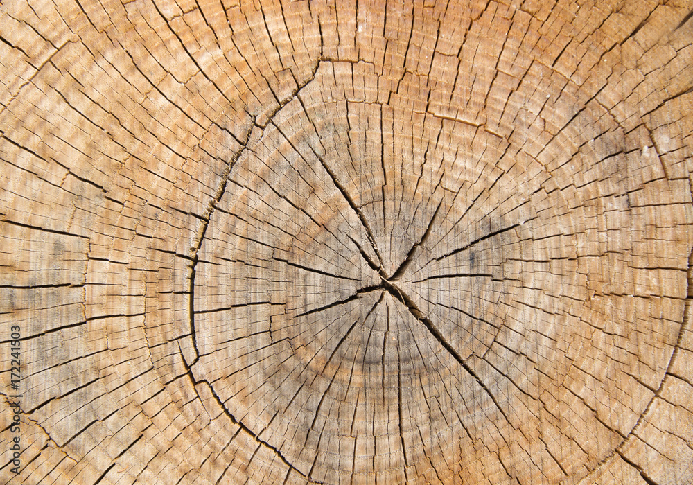 Fototapeta premium Brown Wood surface wooden cutting scratched wooden cutting , Wood texture.