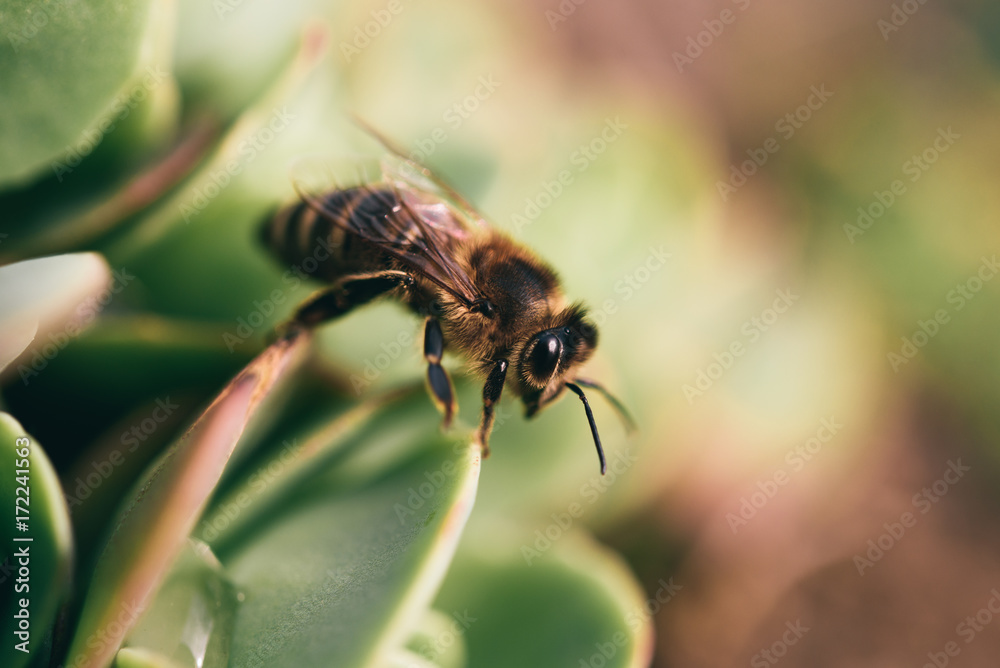 Bee on succulent plant Bee on succulent plant
