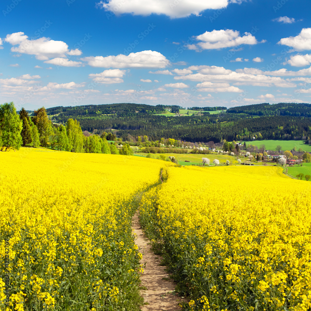 Field of rapeseed, canola or colza with path way