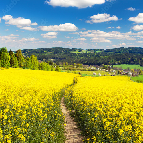 Field of rapeseed  canola or colza with path way