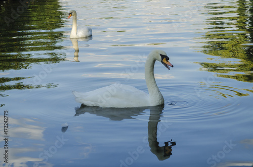 Fototapeta Naklejka Na Ścianę i Meble -  beautiful white swan