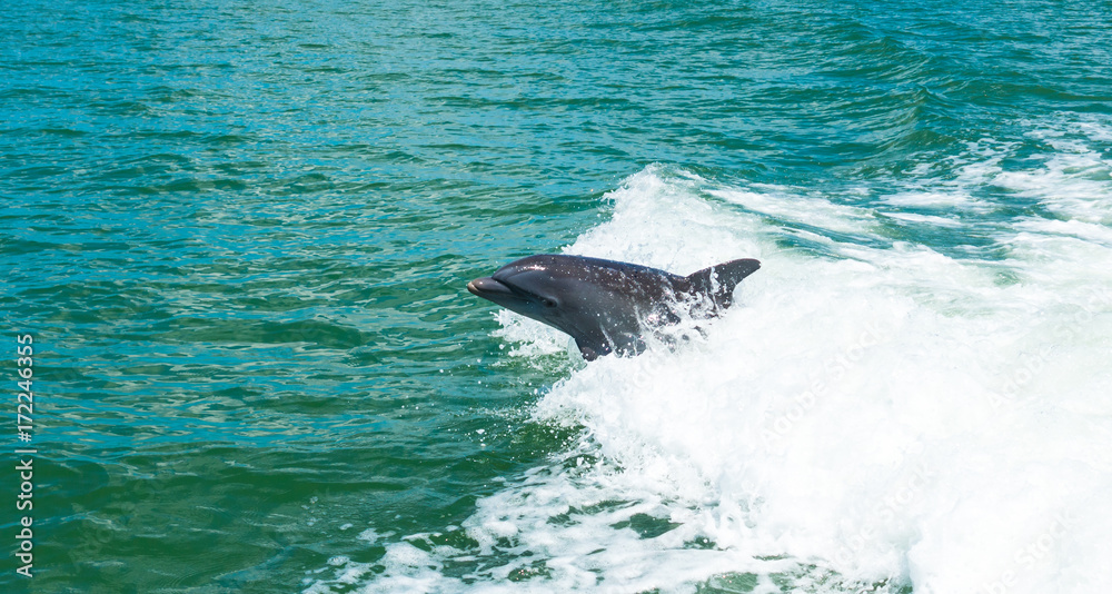 Fototapeta premium Dolphin playing in the wake in Florida