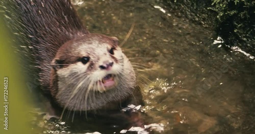 Portrait of playful Otter