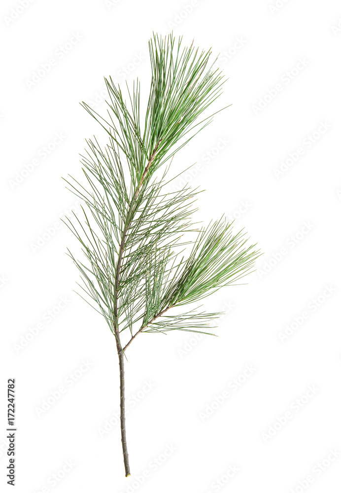Pine tree branches isolated white background Pine tree branches isolated white background