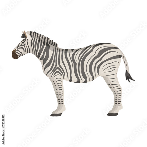 African, desert zebra. Wild cloven-hoofed animal, zebra single icon in cartoon style vector symbol stock illustration web.