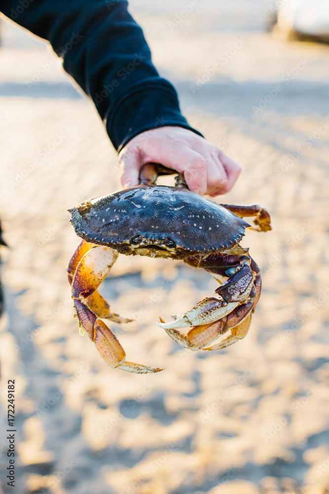man holding crab at the beach man holding crab at the beach