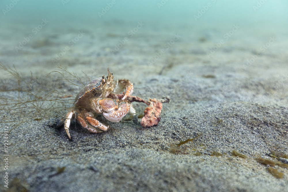 Crab eating a sponge on the sandy sea floor Crab eating a sponge on the sandy sea floor