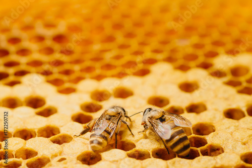 honey bee work on honeycomb