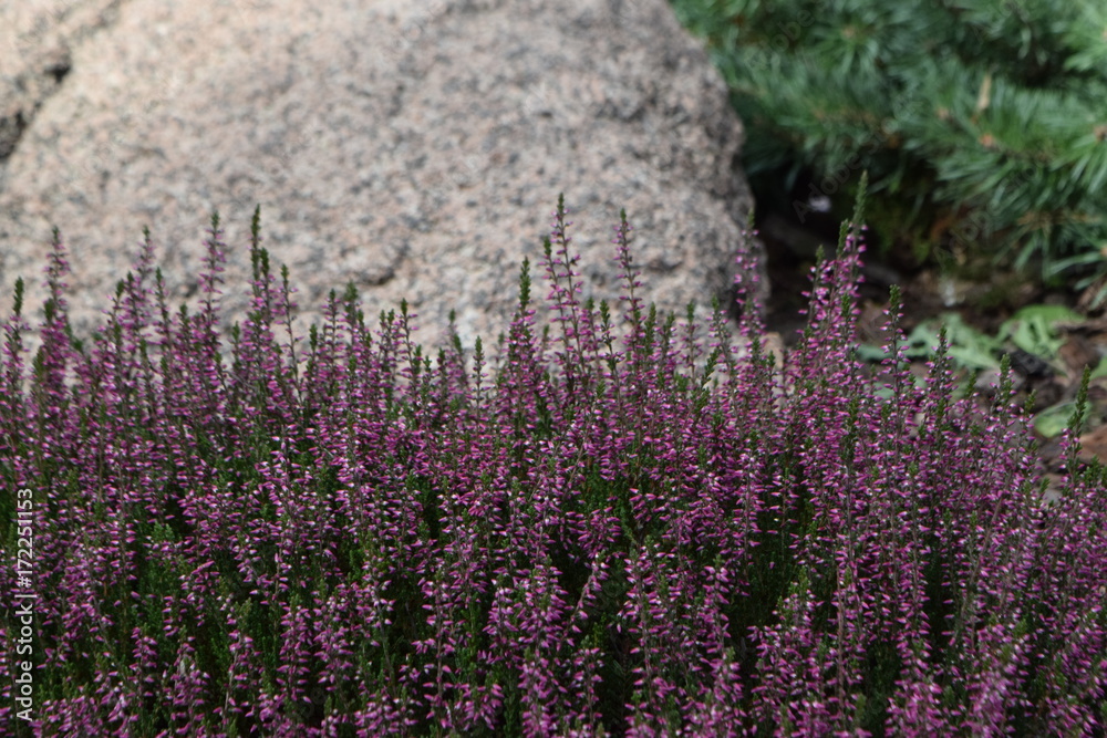 Obraz premium blossoming heather