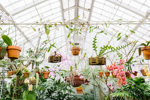 tropical plants in conservatory