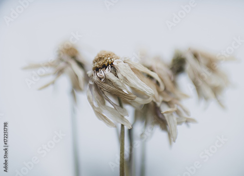 windswept dried daisy flowers photo