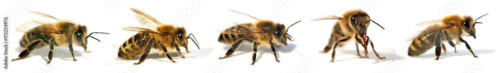 group of bee or honeybee on white background, honey bees group of bee or honeybee on white background, honey bees