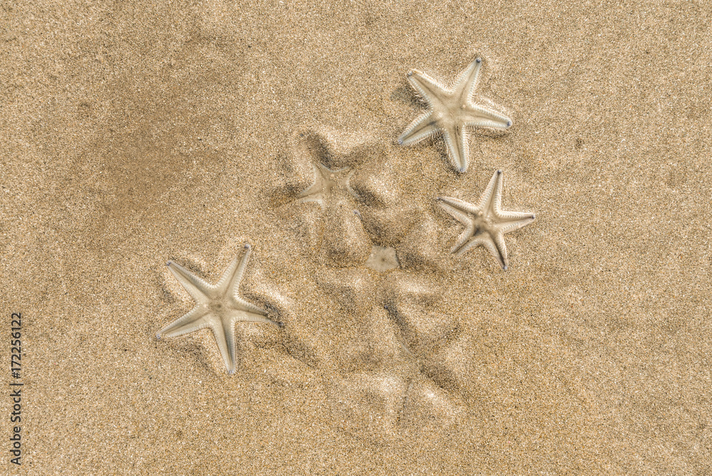 Group of Live starfishs