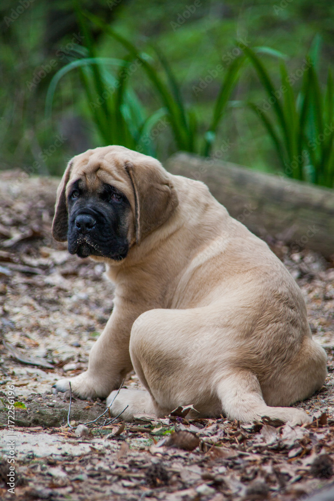 English Mastiff Puppy