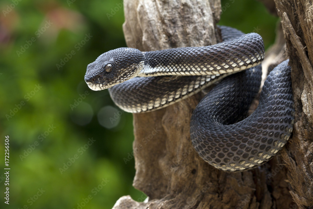 Fototapeta premium black viper snake on a tree