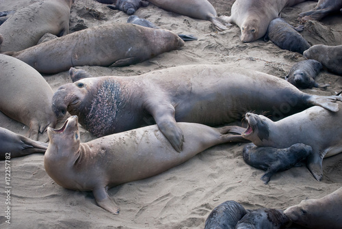 Elephant Seals Mating