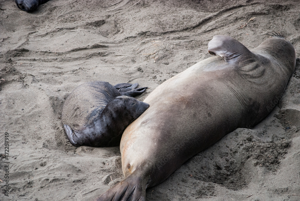 Fototapeta premium Elephant Seal Mother and Pup Nursing