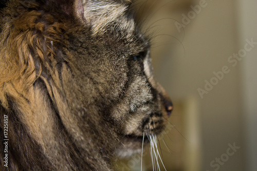 Im going to be a lion when i grow up
