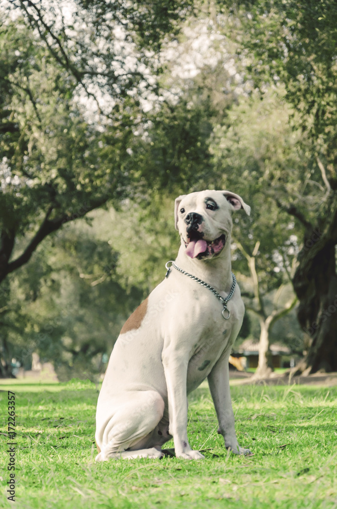 Happy dog