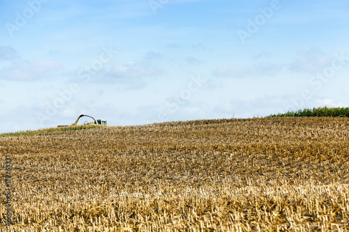 harvested mature corn photo