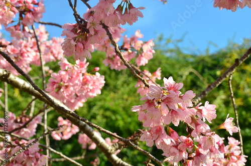 Cerejeira do Japão no Jardim Botânico de Curitiba