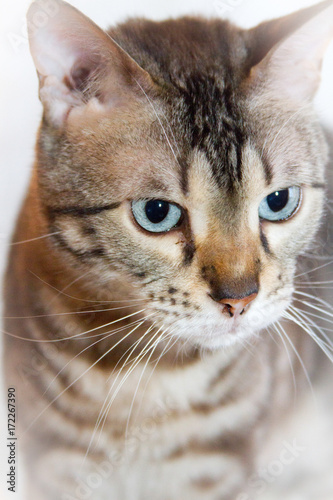 Fototapeta Naklejka Na Ścianę i Meble -  Cat Portrait