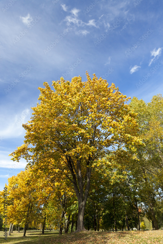 the leaves on the trees the leaves on the trees