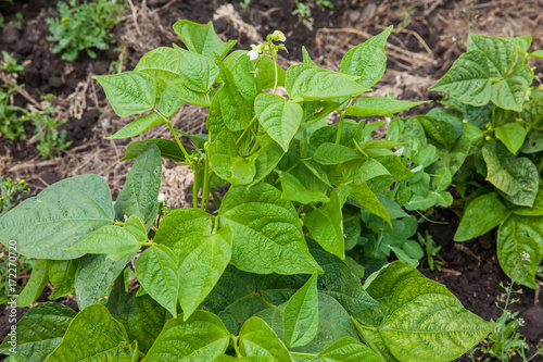 Common bean plant (Phaseolus vulgaris) at cultivation field