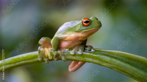Red Eyed Green Tree Frog