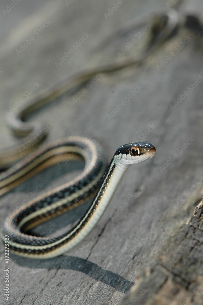 Thamnophis sauritus Stock Photo Adobe Stock