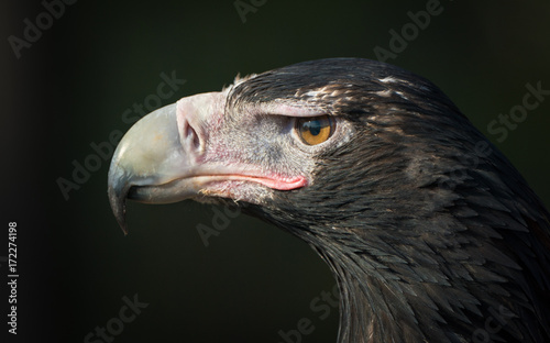 Australian Wedge Tailed Eagle