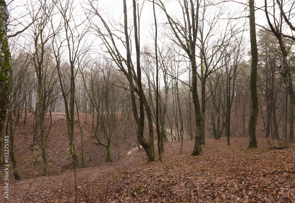 Autumn forest without trees Autumn forest without trees