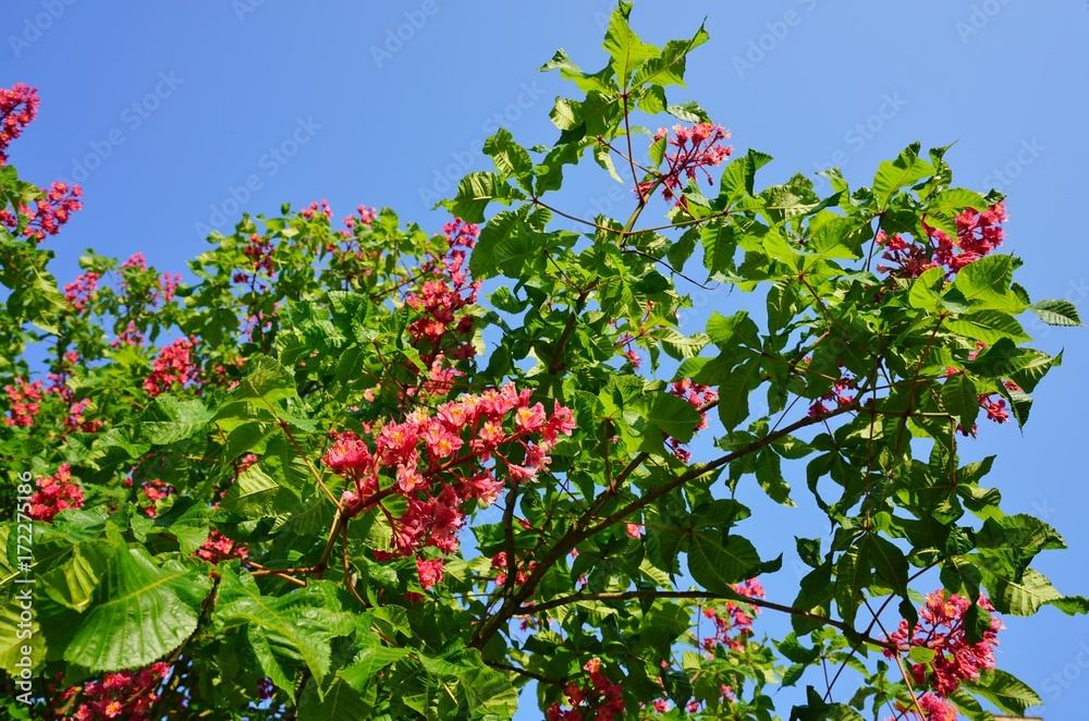 Pink flowers of the red horse chestnut tree Aesculus Pink flowers of the red horse chestnut tree Aesculus