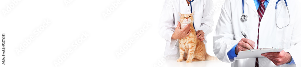 Cat and veterinarian doctor Cat and veterinarian doctor