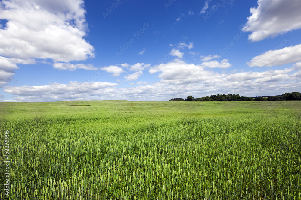 Field with green grass