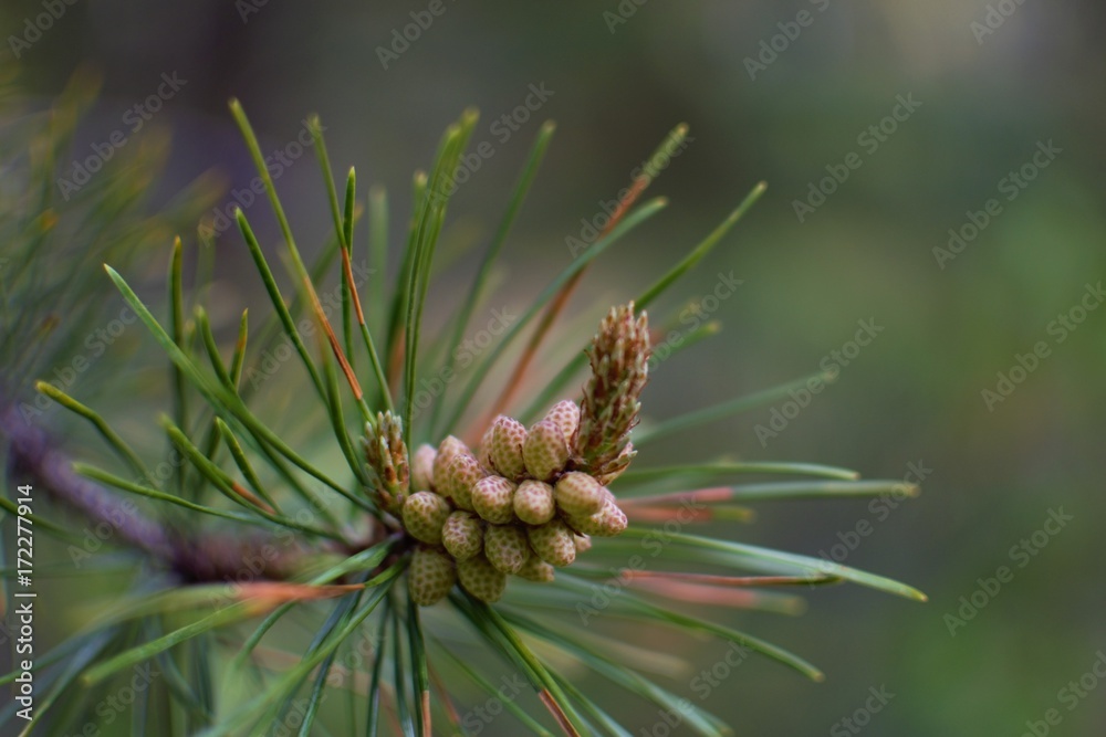 Pine Pine