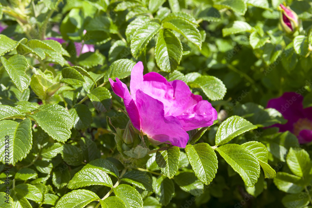 Flowers of dogrose Flowers of dogrose