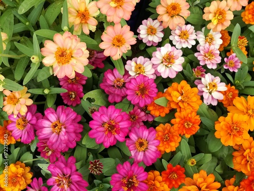 Colorful zinnia in the garden. Freshness and beauty in nature