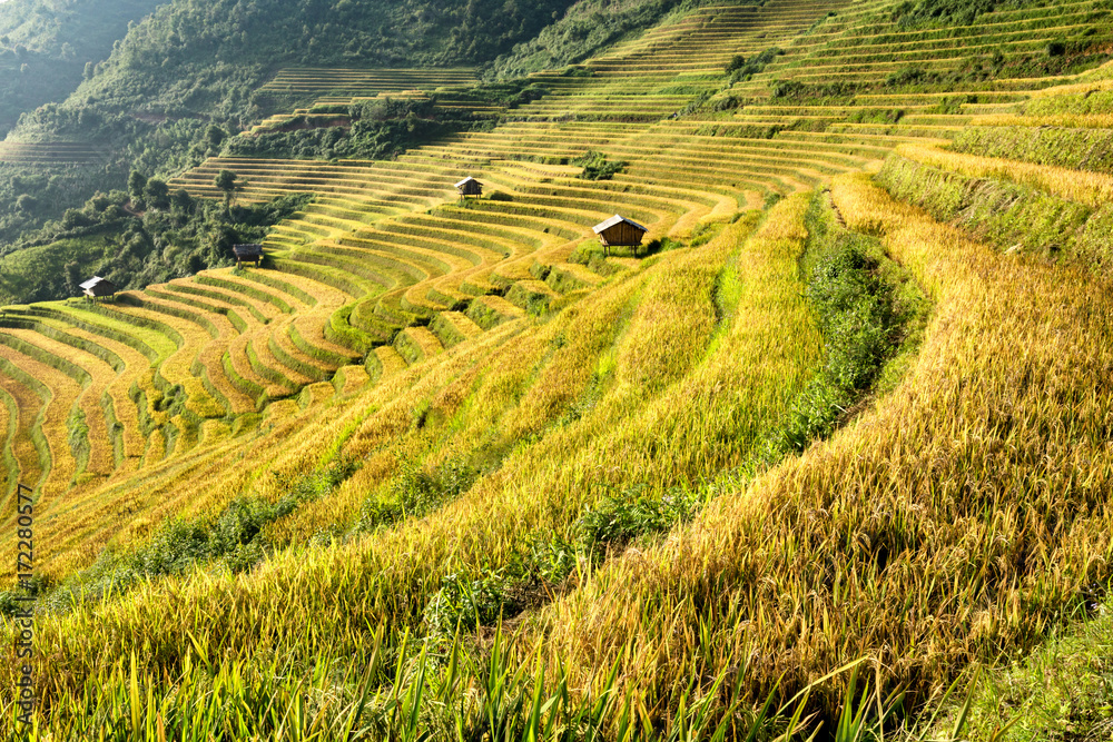 Vietnamese beautiful landscape rice field on terrace on the mountain