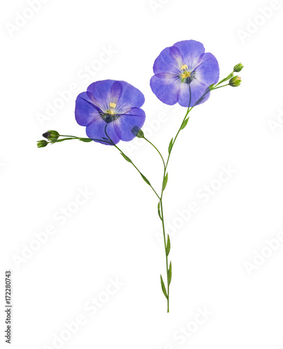 Pressed and dried delicate blue flower flax  isolated