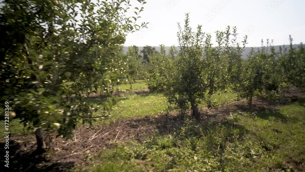 Steadicam camera moving through a backlit granny smith or golden delicious apple orchard. Steadicam camera moving through a backlit granny smith or golden delicious apple orchard.